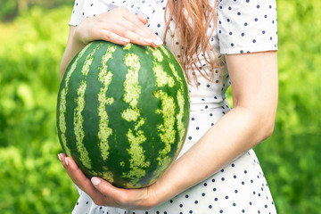 Whole watermelon in hands.