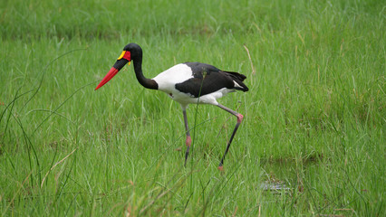Saddle-billed stork in wetlands