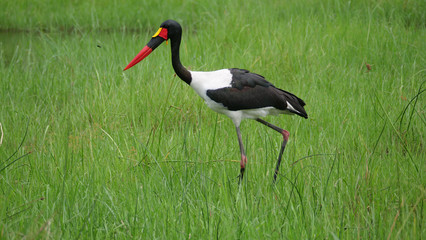 Saddle-billed stork in wetlands