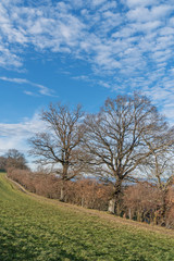 Wanderweg entlang eines Feldes im Winter