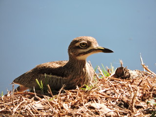 bird on grass