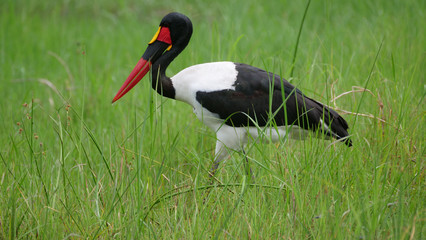Saddle-billed stork in wetlands