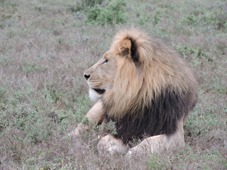 Fototapeta premium male lion