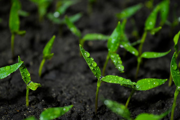 green plant sprouts with drops of water on the leaves after watering