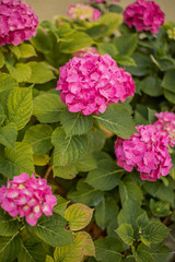 Colourful bright pink hortensia grows in the garden on a hot summer day. Beautiful vivid hydrangea grows in the garden