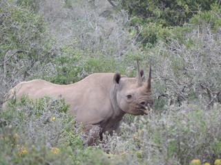  black rhinoceros in the wild