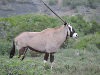 Naklejka na ściany i meble Oryx or Gemsbok