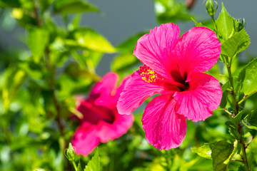 Hawaiian hibiscus - The native plants in the genus Hibiscus in Hawaii are thought to have derived...