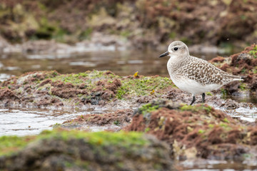 Grey plover, Pluvialis squatarola, with winter plumage