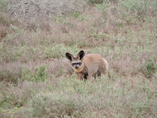 Bat Eared Fox