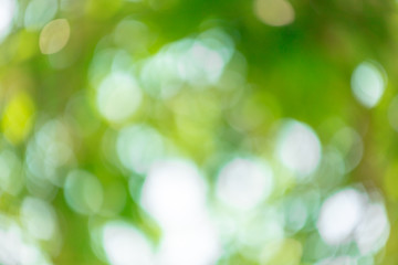 Green bokeh background from nature forest out of focus