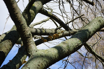 Pilze an einem abgestorbenen Baum