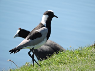 Blacksmith Lapwing