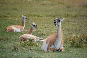 Guanacos on a meadow in Chile, Patagonia