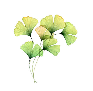 Watercolor ginkgo branch. Corner design element. Transparent green leaves isolated on white. Hand painted artwork with Maidenhair tree. Realistic and botanical illustration