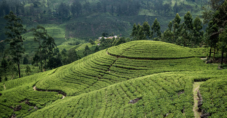 Obraz premium Tea plantation in Sri Lanka
