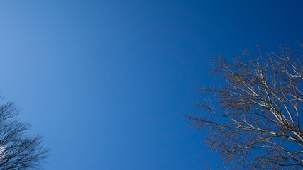 Nature blue sky background with branch of tree