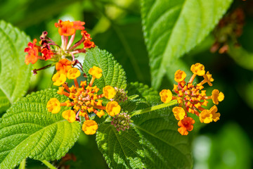 Lantana camara also called as Lantana, tick berry, Spanish flag, magwagwa (Luo), mjungwina (Shambaa), mukenia (Kikuyu), nyabend-winy (Luo), omuhuuki (Ankole)