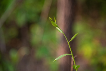 green plants on blur background.