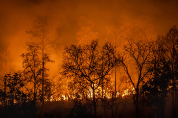 Fototapeta na wymiar Rain forest fire disaster is burning caused by humans
