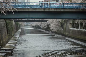 春の目黒川