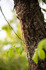 green plants on blur background.