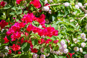 Fototapeta na wymiar Bougainvillea spectabilis, also known as great bougainvillea, is a species of flowering plant. It is native to Brazil, Bolivia, Peru, and Argentina's Chubut Province