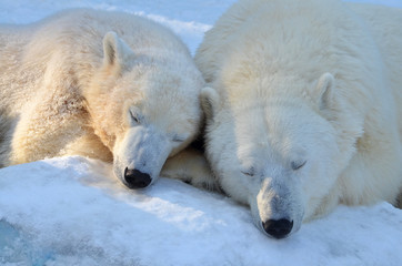 Fototapeta na wymiar Polar bears sleep in the snow.