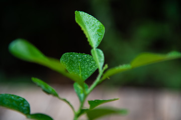 green plants on blur background.