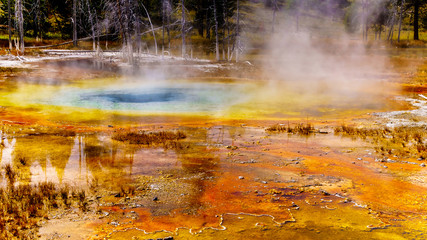 Bacterial Mats surrounding the turquoise water of the steaming hot Culvert Geyser in the Upper Geyser Basin along the Continental Divide Trail in Yellowstone National Park, Wyoming, United States