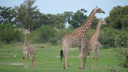 Giraffe family standing together