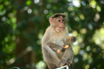 Monkey Captured at Parambikulam, Kerala