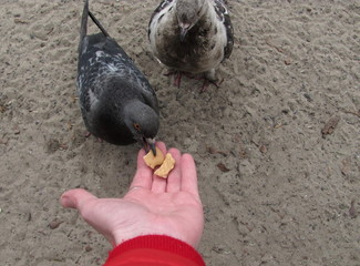  Dove eats cookies directly from the hand on a sand background