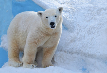 Naklejka na ściany i meble polar bear in the zoo