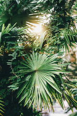 palm leaves in the tropical forest