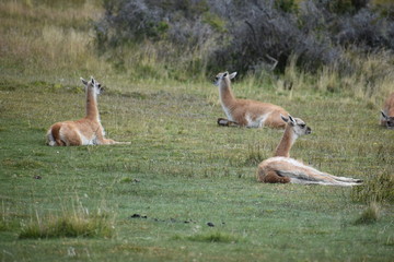 Guanacos on a meadow in Chile, Patagonia