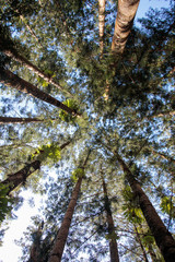 Fototapeta premium trees in the forest