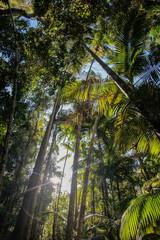 Naklejka premium palm trees and blue sky