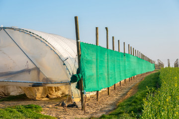 GERMANY, BONN. a fabric shield protects the plastic greenhouses against the strong westerly wind on...
