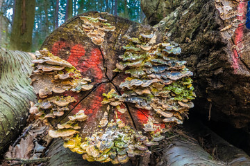GERMANY, BONN. the tree fungus smoky bracket (Bjerkandera adusta) is mostly found on trunks of dead...