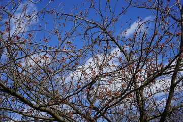 Knospende Zierkirsche vor blauem Himmel und weißen Wolken