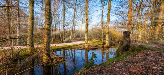 Panoramic landscape of a forest with trees and a natural pond in the Southern Campine, Belgium