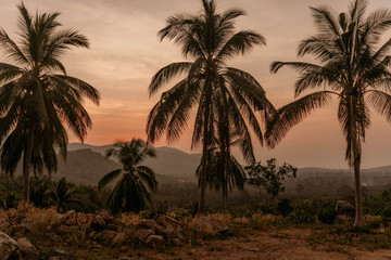 Fototapeta na wymiar пальмы на закате