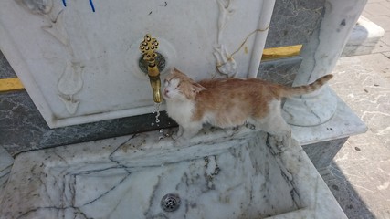 cat drinking water from a fountain