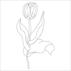 Tulip flower illustration, drawing, engraving, line art