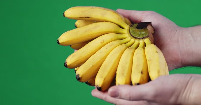 Bunch of fresh bananas in the hands of men.