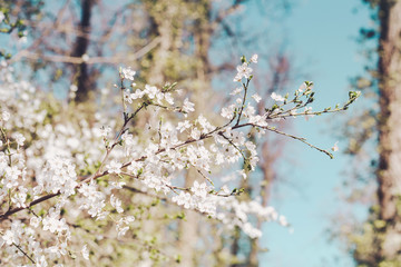 cerisiers blancs