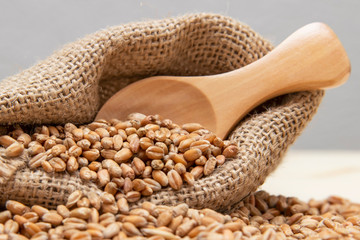 Naklejka premium Grains of wheat in a bag. A wooden spoon with wheat.