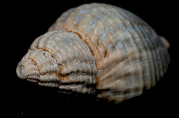 Seashell on th stone background