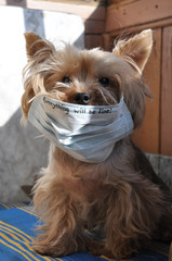 portrait of a dog in a medical mask